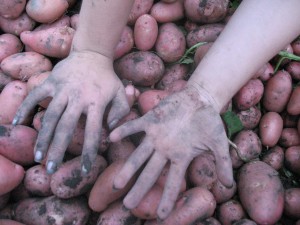 Bearing fruit comes after hard work...